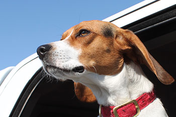 Lake Havasu Marina Photo Gallery